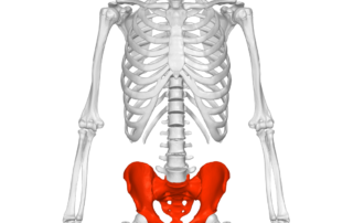 Pelvis (male) 01 Anterior View